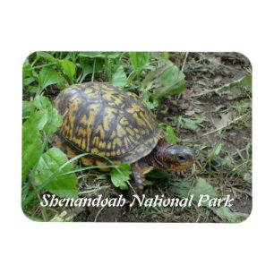 Östra Box Turtle, Shenandoah National Park Magnet