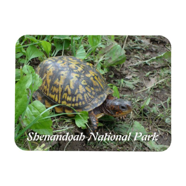 Östra Box Turtle, Shenandoah National Park Magnet (Horisontell)