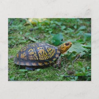 Östra Box Turtle Vykort