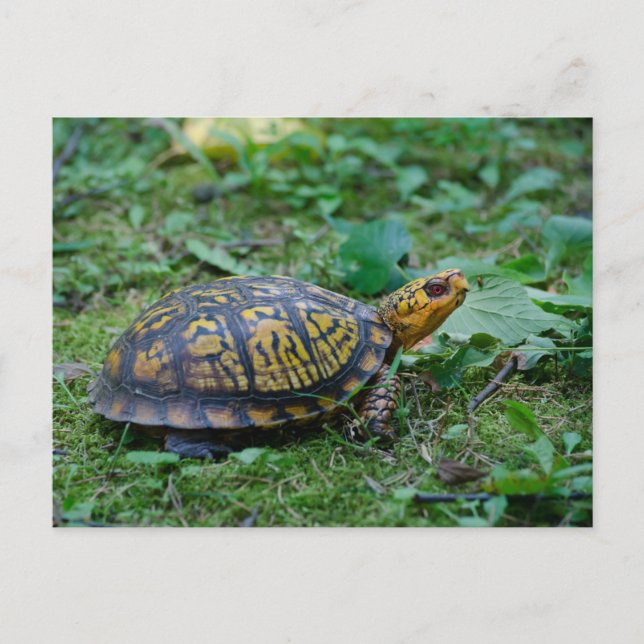 Östra Box Turtle Vykort (Framsida)