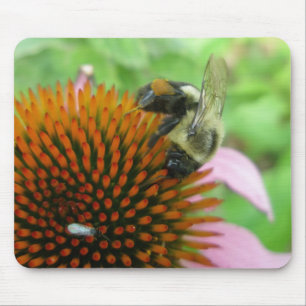Östra Carpenter Bee & Coneflower Series Musmatta