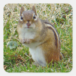 Östra Chipmunk Fyrkantigt Klistermärke