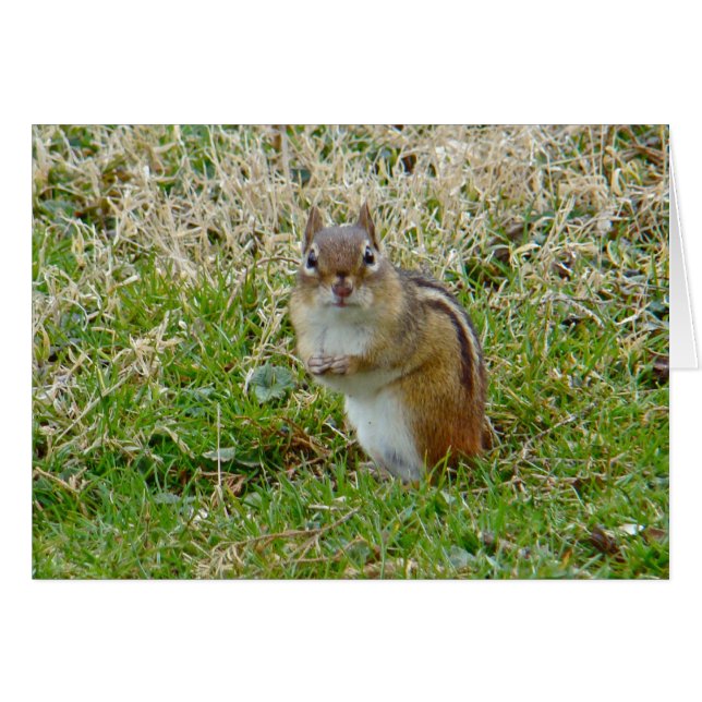 Östra Chipmunk Hälsningskort (Framsidan Horizontal)