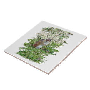 Östra Chipmunk Kakelplatta