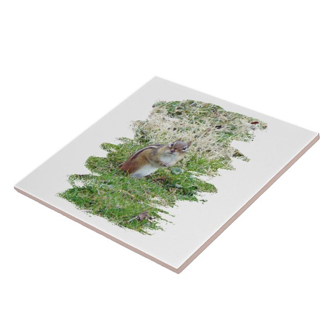 Östra Chipmunk Kakelplatta (Sidan)