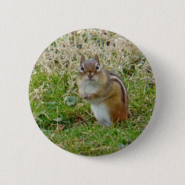 Östra Chipmunk Knapp (Framsida)