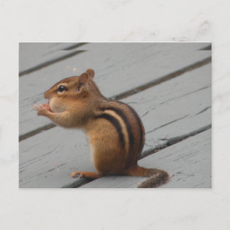 Östra Chipmunk Matande i Southern Ontario Vykort