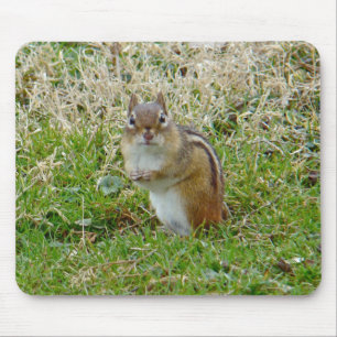 Östra Chipmunk Musmatta