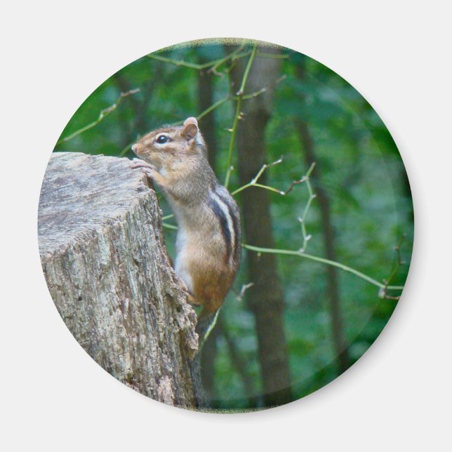 Östra Chipmunk på stump Magnet (Framsidan)