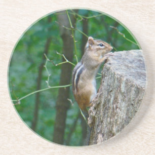 Östra Chipmunk på stump Underlägg Sandsten