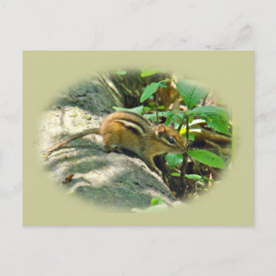 Östra Chipmunk på stump Vykort