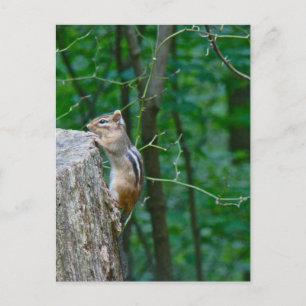 Östra Chipmunk på stump Vykort