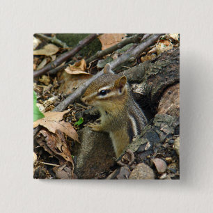Östra Chipmunk - Tamias striatus Knapp