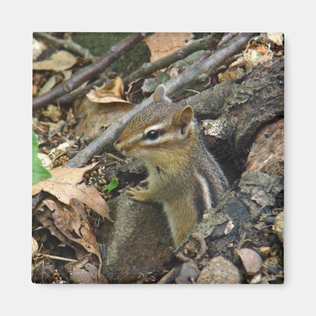 Östra Chipmunk - Tamias striatus Magnet (Framsidan)