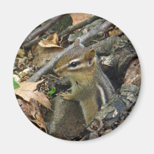 Östra Chipmunk - Tamias striatus Magnet