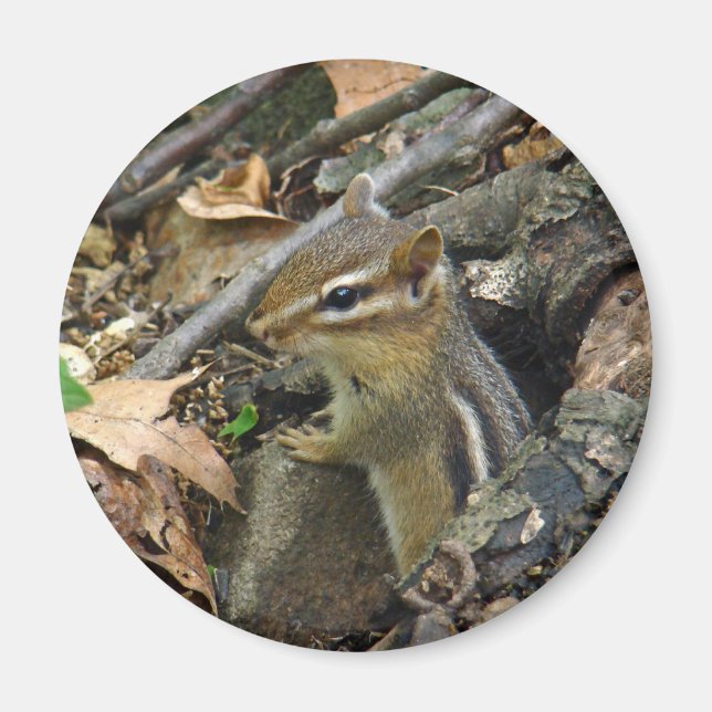 Östra Chipmunk - Tamias striatus Magnet (Framsidan)