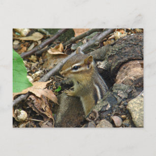 Östra Chipmunk - Tamias striatus Vykort