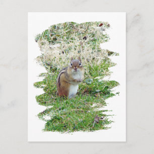 Östra Chipmunk Vykort