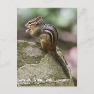 Östra Chipmunk Vykort