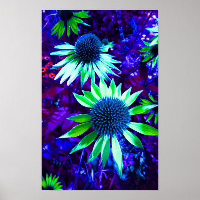 Östra Coneflower Echinacea Blommar Poster (Framsidan)