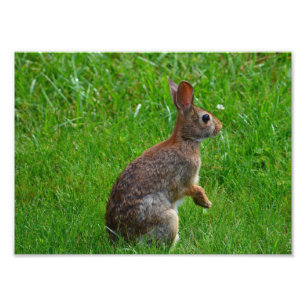 Östra Cottontail Rabbit Fototryck