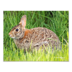 Östra Cottontail Rabbit in Long Grass Fototryck