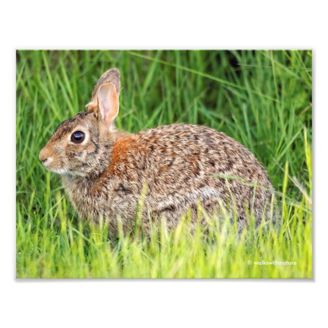 Östra Cottontail Rabbit in Long Grass Fototryck (Framsidan)