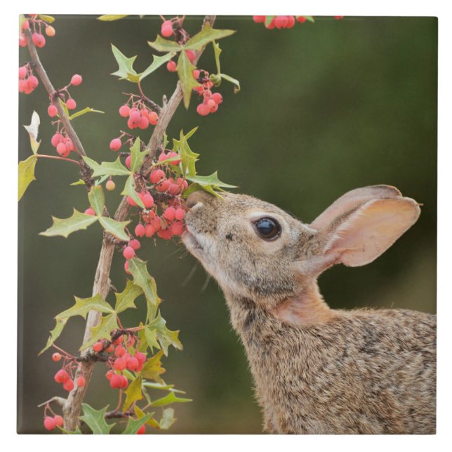 Östra Cottontail | SydTexas Kakelplatta (Framsidan)