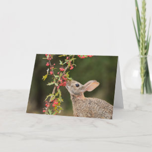 Östra Cottontail SydTexas Kort