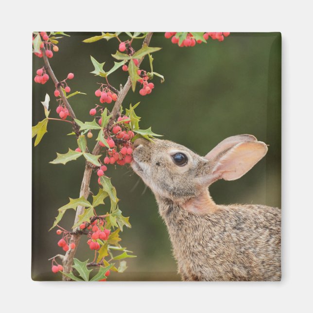 Östra Cottontail | SydTexas Magnet (Framsidan)
