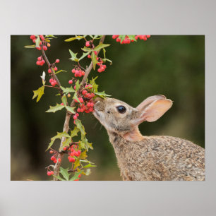 Östra Cottontail SydTexas Poster