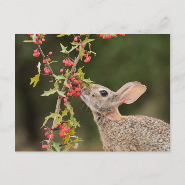 Östra Cottontail | SydTexas Vykort (Framsida)