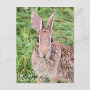 Östra Cottontail Vykort