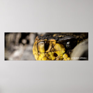 Östra Diamondback Öga Poster