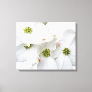 Östra Dogwood Blommars - Cornus florida Canvastryck