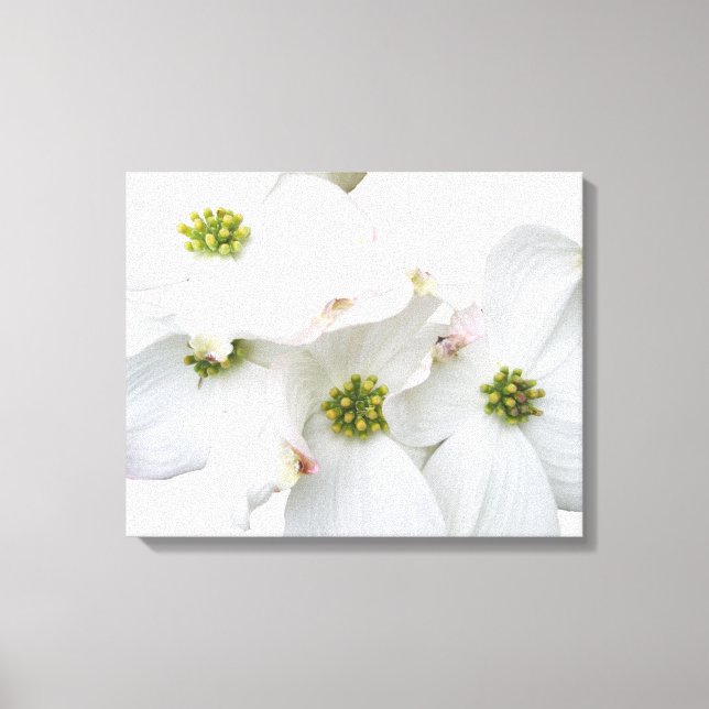 Östra Dogwood Blommars - Cornus florida Canvastryck (Framsida)