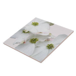 Östra Dogwood Blommars - Cornus florida Kakelplatta