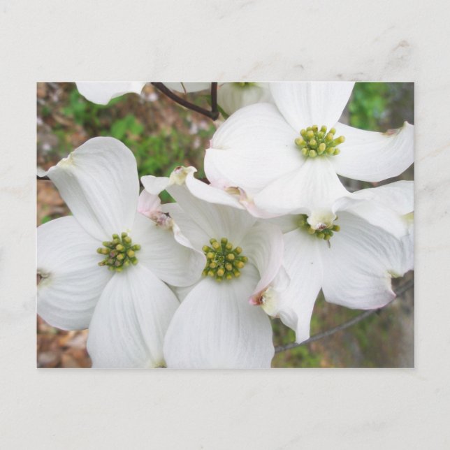 Östra Dogwood Blommars - Cornus florida Vykort (Framsida)