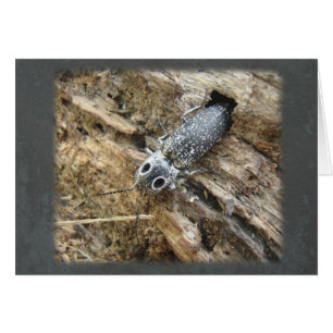 Östra Eyed Elater Click Beetle - Alaus oculatus Hälsningskort