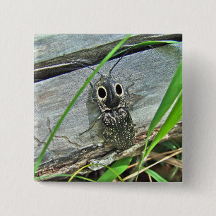 Östra Eyed Elater Click Beetle - Alaus oculatus Knapp