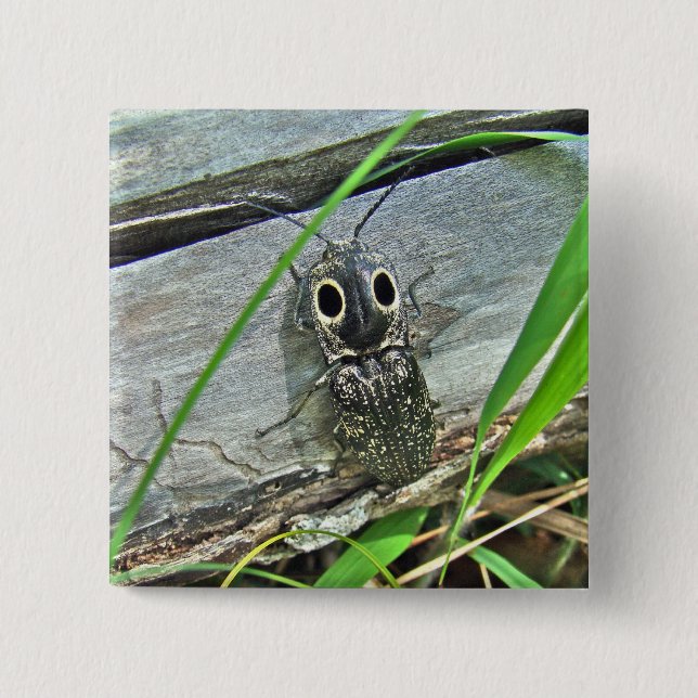 Östra Eyed Elater Click Beetle - Alaus oculatus Knapp (Framsida)