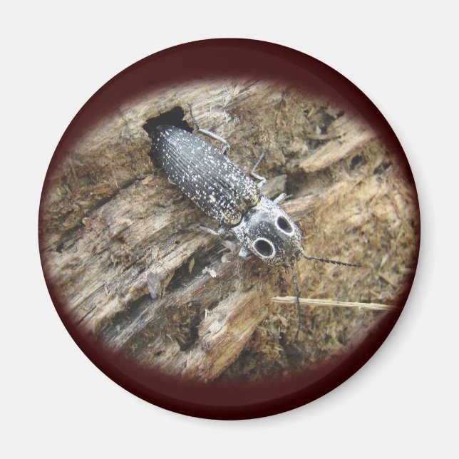 Östra Eyed Elater Click Beetle - Alaus oculatus Magnet (Framsidan)