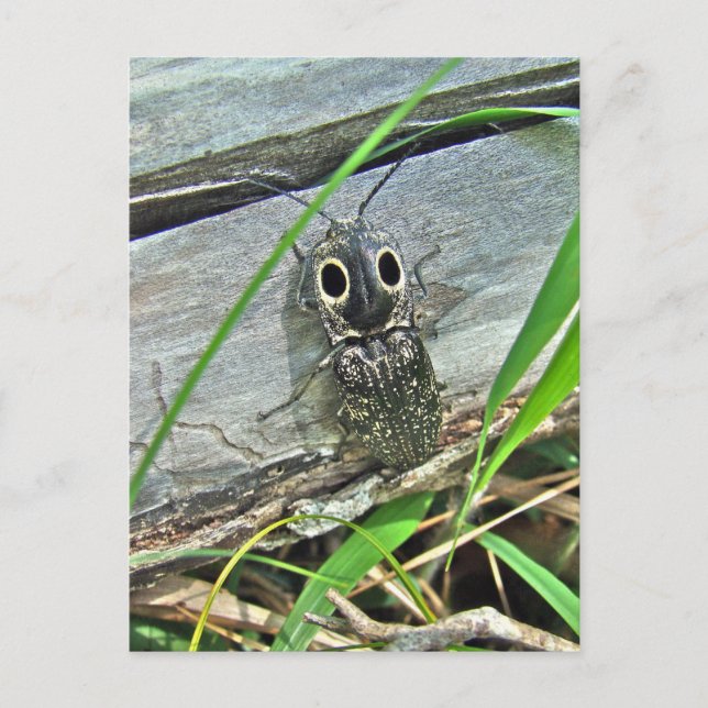 Östra Eyed Elater Click Beetle - Alaus oculatus Vykort (Framsida)