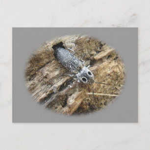 Östra Eyed Elater Click Beetle - Alaus oculatus Vykort
