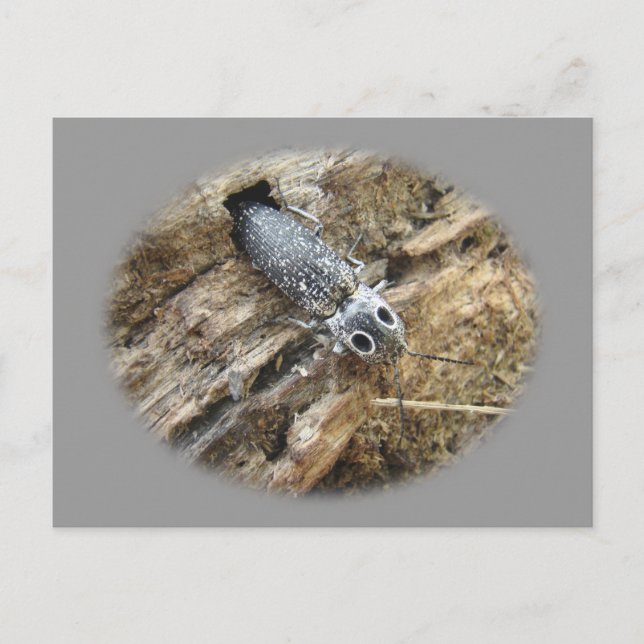 Östra Eyed Elater Click Beetle - Alaus oculatus Vykort (Framsida)