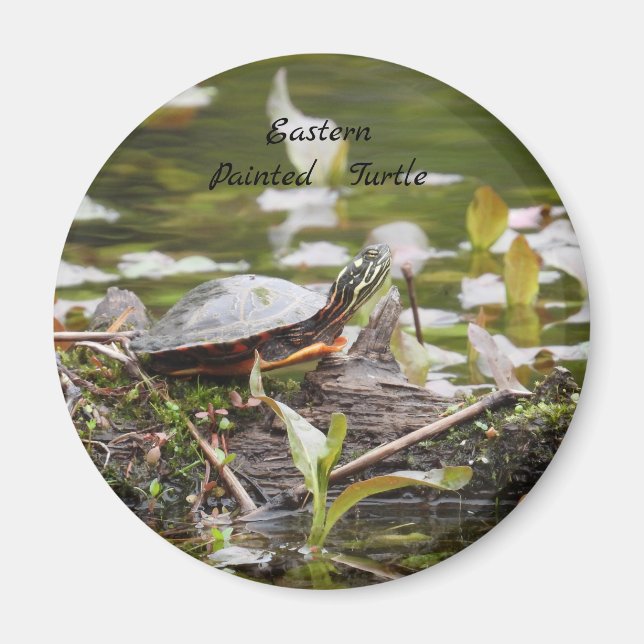 Östra Färgad sköldpadda Magnet (Framsidan)