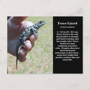 Östra Fence Lizard Sc Wildlife Vykort