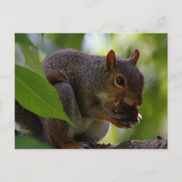 Östra Grått-ekorre Emission a Nöt Vykort