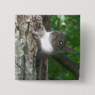 Östra Grått-ekorreartiklar (Sciurus carolinensis) Knapp