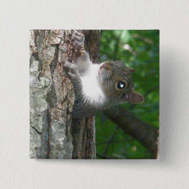 Östra Grått-ekorreartiklar (Sciurus carolinensis) Knapp (Framsida)